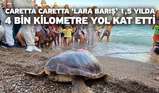 Caretta Caretta ‘Lara Barış’ 1,5 yılda 4 bin kilometre yol kat etti