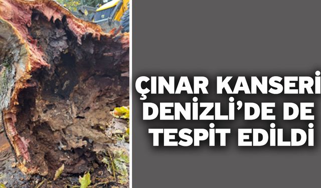 Çınar Kanseri Denizli’de de tespit edildi