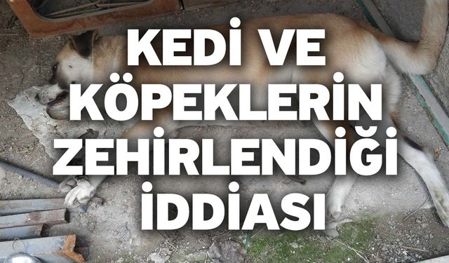 Kedi ve köpeklerin zehirlendiği iddiası