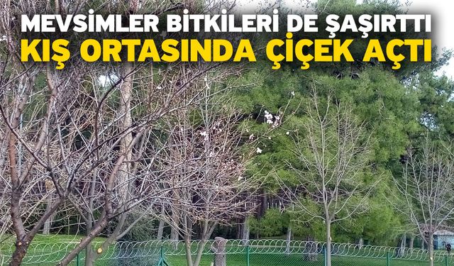 Mevsimler Bitkileri de Şaşırttı, Kış Ortasında Çiçek Açtı