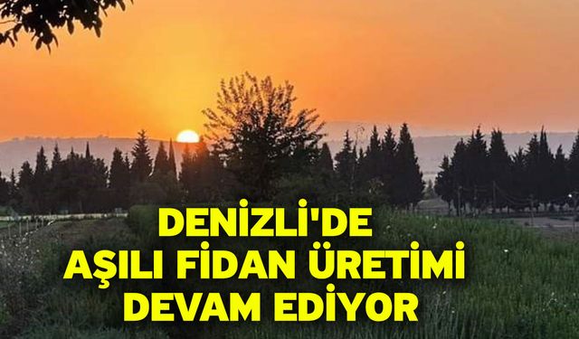 Denizli'de aşılı fidan üretimi devam ediyor