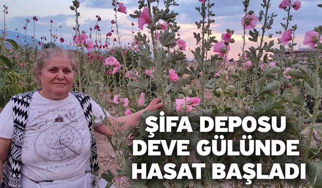 Şifa deposu deve gülünde hasat başladı