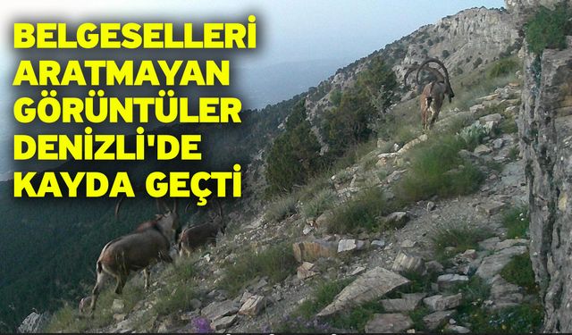 Belgeselleri aratmayan görüntüler Denizli'de kayda geçti