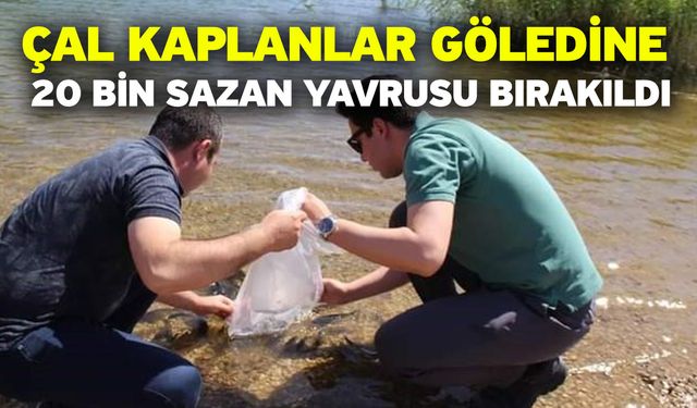 Çal Kaplanlar Göledine 20 bin sazan yavrusu bırakıldı