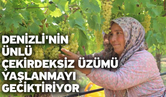 Denizli'nin Ünlü Çekirdeksiz Üzümü Yaşlanmayı Geciktiriyor