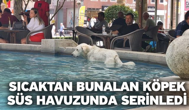 Sıcaktan bunalan köpek süs havuzunda serinledi