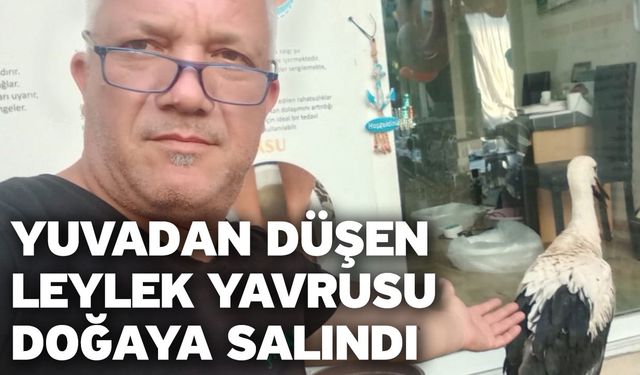 Yuvadan düşen leylek yavrusu doğaya salındı