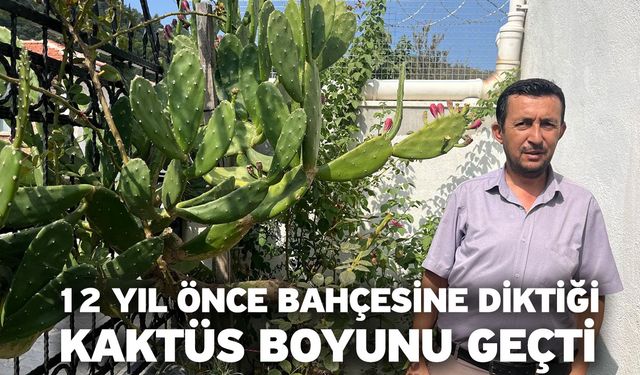 12 Yıl Önce Bahçesine Diktiği Kaktüs Boyunu Geçti