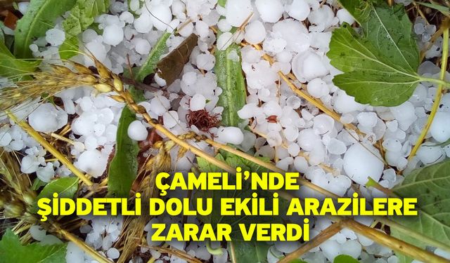 Çameli’nde şiddetli dolu ekili arazilere zarar verdi