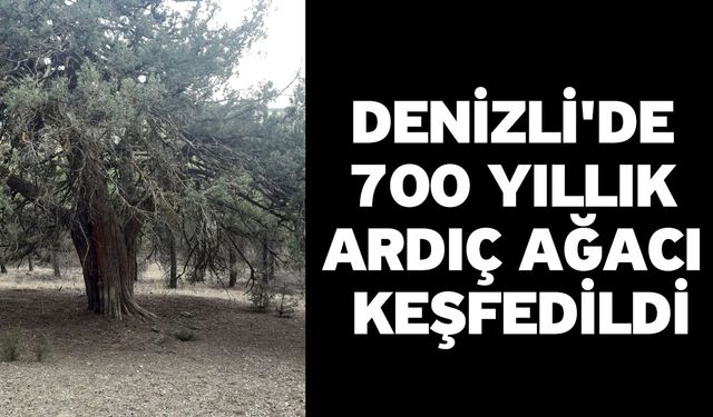 Denizli'de 700 yıllık ardıç ağacı için tescil başvurusu yapıldı