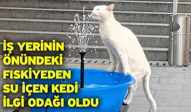 İş yerinin önündeki fıskiyeden su içen kedi ilgi odağı oldu