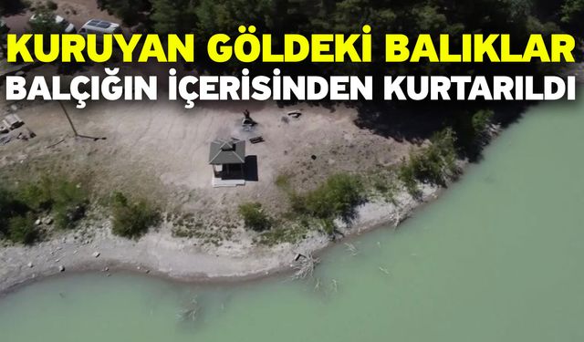 Ölmek üzere olan balıklar tek tek toplanarak başka bir göle nakledildi