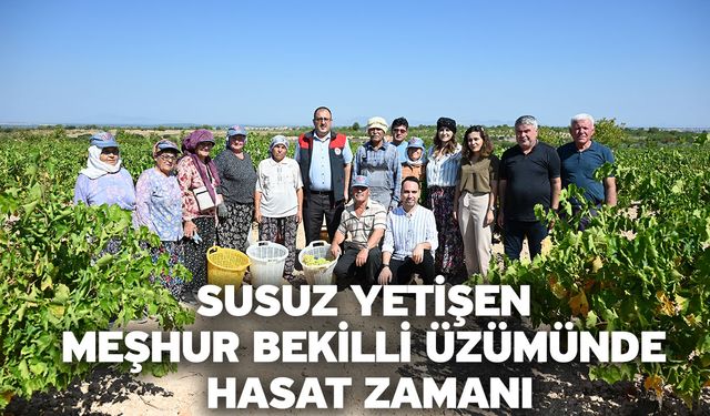 Susuz Yetişen Meşhur Bekilli Üzümünde Hasat Zamanı