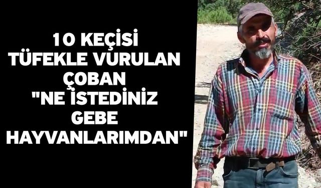 10 Keçisi Tüfekle Vurulan Çoban "Ne İstediniz Gebe Hayvanlarımdan"