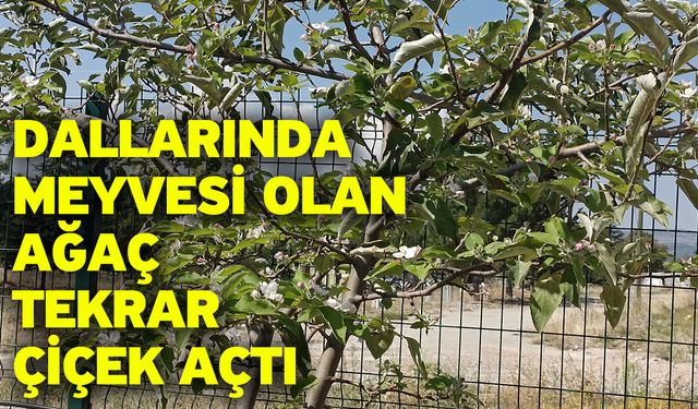 Dallarında meyvesi olan ağaç tekrar çiçek açtı