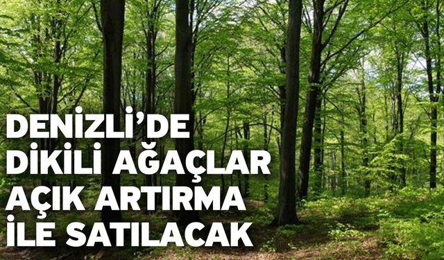 Denizli’de Dikili Ağaçlar Açık Artırma İle Satılacak