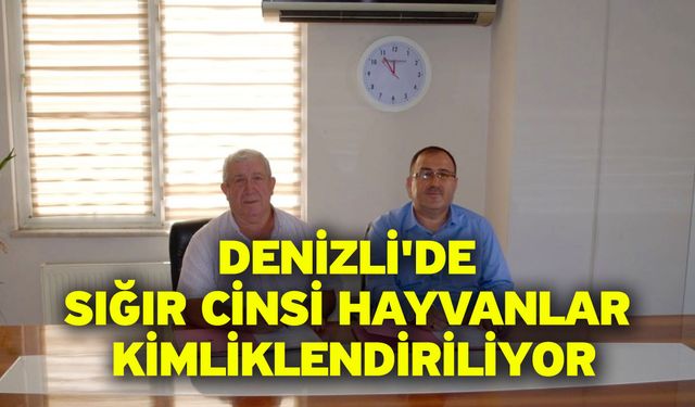 Denizli'de sığır cinsi hayvanlar kimliklendiriliyor