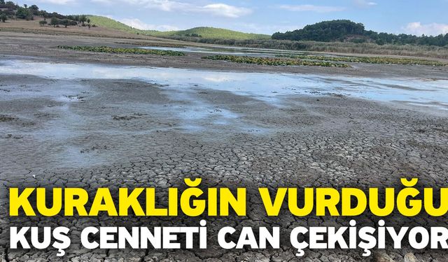 Kuraklığın vurduğu kuş cenneti can çekişiyor