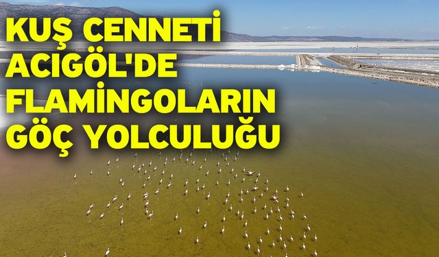 Kuş cenneti Acıgöl'de flamingoların göç yolculuğu