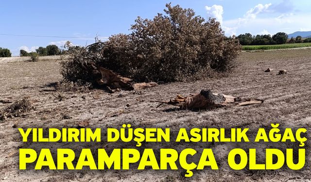 Yıldırım düşen asırlık ağaç paramparça oldu