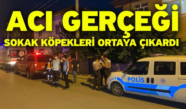 Acı gerçeği sokak köpekleri ortaya çıkardı