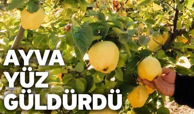 Ayva Yüz Güldürdü