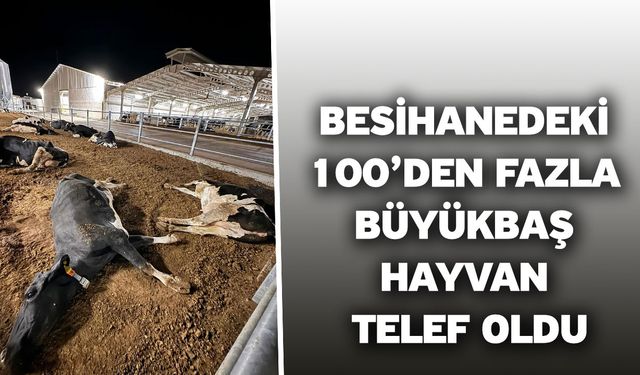 Besihanedeki 100’den fazla büyükbaş hayvan telef oldu