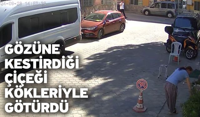 Gözüne kestirdiği çiçeği kökleriyle götürdü