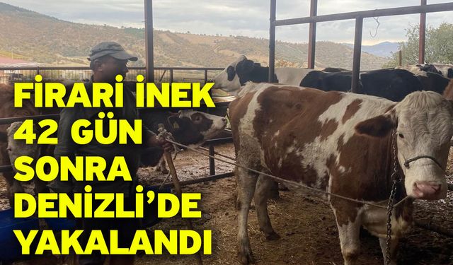 Firari İnek 42 Gün Sonra Denizli’de Yakalandı