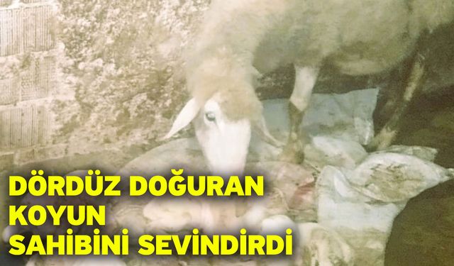 Dördüz doğuran koyun sahibini sevindirdi