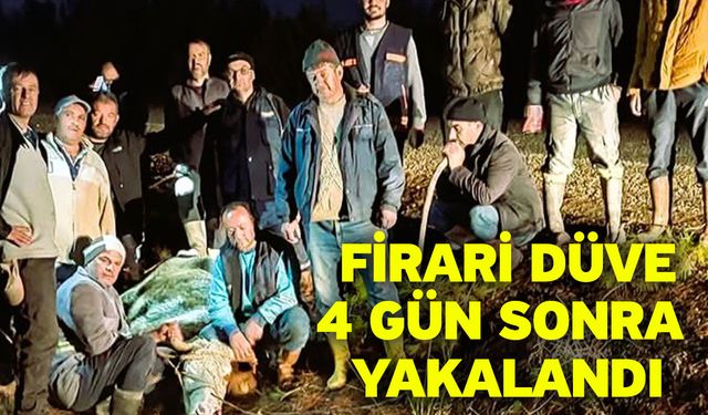 Firari düve 4 gün sonra yakalandı