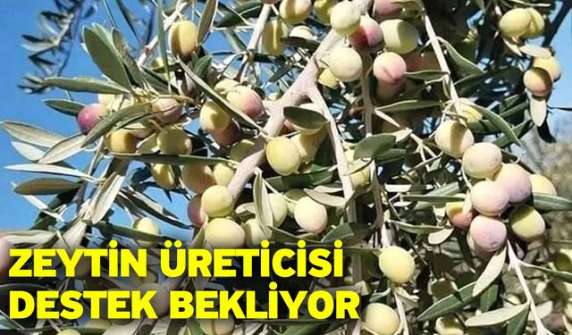 Zeytin üreticisi destek bekliyor