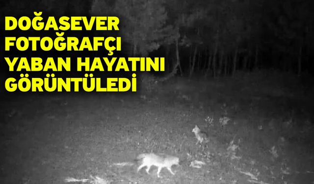 Doğasever fotoğrafçı yaban hayatını görüntüledi