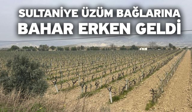 Sultaniye üzüm bağlarına bahar erken geldi