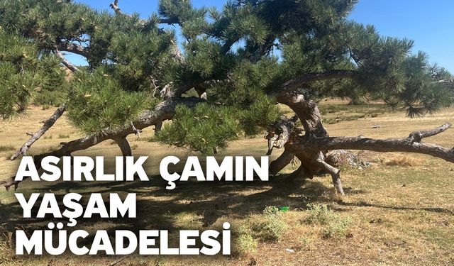 Asırlık Çamın Yaşam Mücadelesi