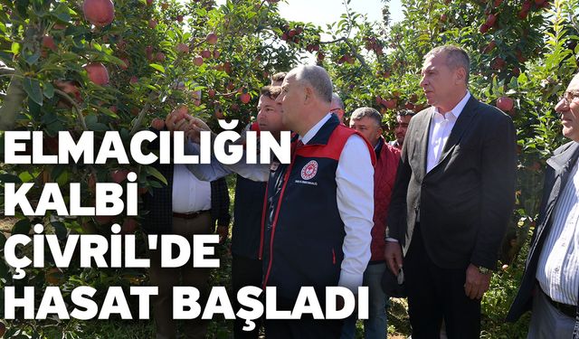 Elmacılığın kalbi Çivril'de hasat başladı