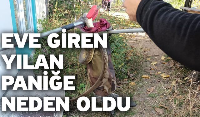 Eve giren yılan paniğe neden oldu