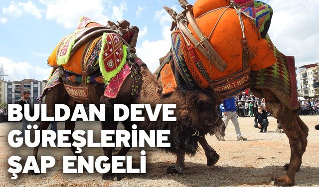 Buldan deve güreşlerine şap engeli