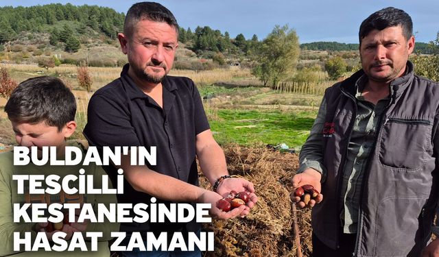 Buldan'ın tescilli kestanesinde hasat zamanı