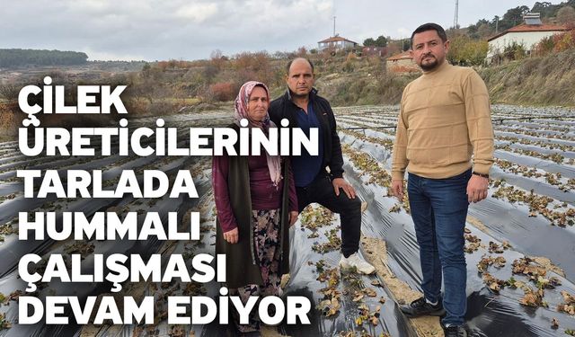 Çilek Üreticilerinin Tarlada Hummalı Çalışması Devam Ediyor