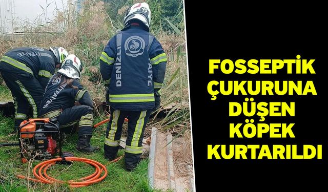 Fosseptik çukuruna düşen köpek kurtarıldı