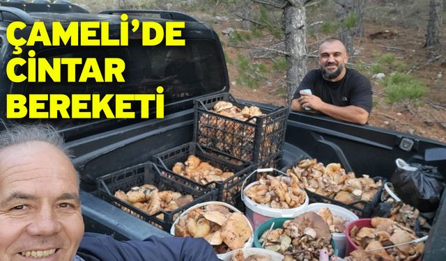 Çameli’de Cintar Bereketi