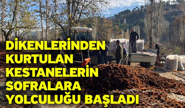 Dikenlerinden kurtulan kestanelerin sofralara yolculuğu başladı
