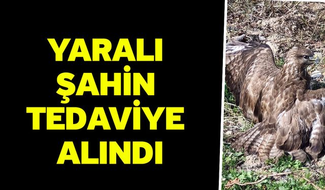 Yaralı şahin tedaviye alındı