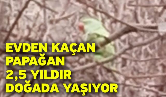 Evden kaçan papağan 2,5 yıldır doğada yaşıyor