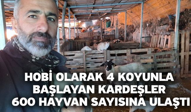 Hobi olarak 4 koyunla başlayan kardeşler 600 hayvan sayısına ulaştı