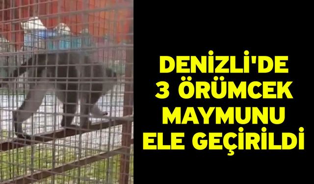 Denizli'de 3 örümcek maymunu ele geçirildi