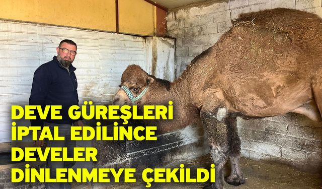Deve güreşleri iptal edilince develer dinlenmeye çekildi