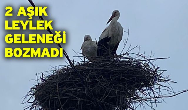 2 Aşık Leylek Geleneği Bozmadı