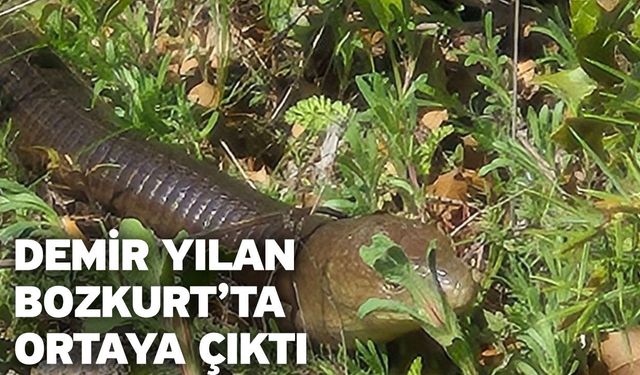 Demir yılan Bozkurt’ta ortaya çıktı